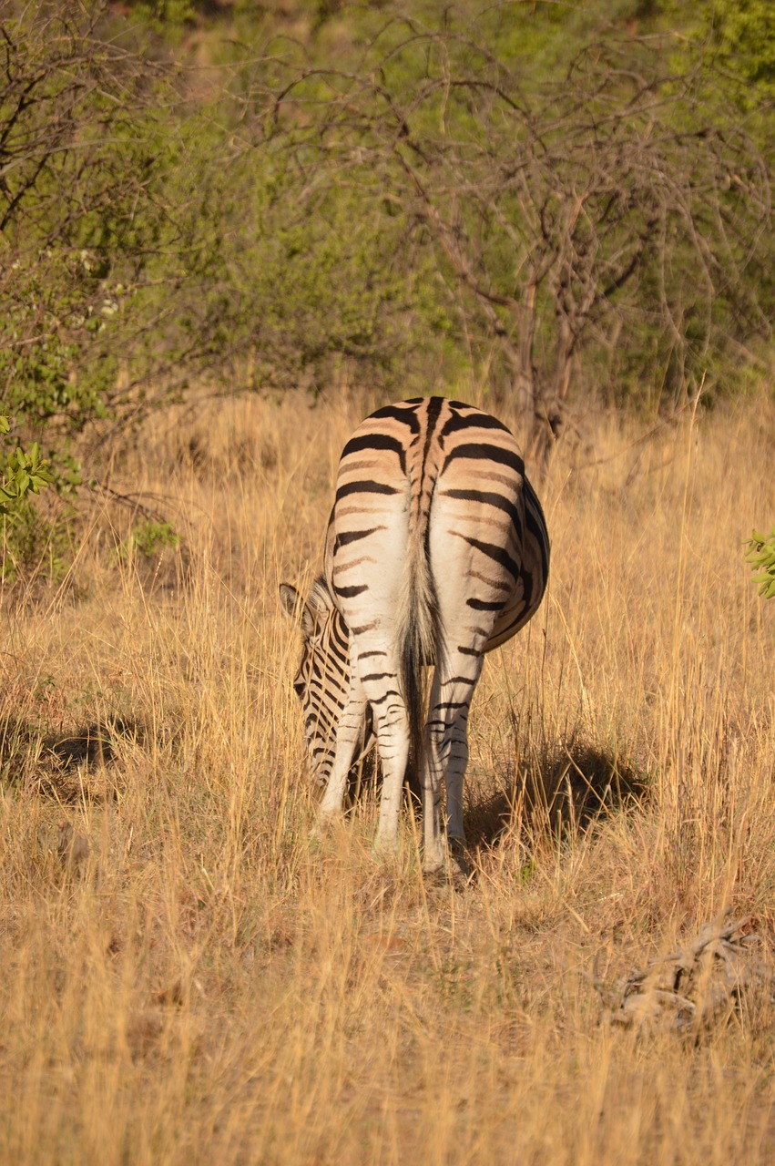 zebra  wild  wildlife park free photo