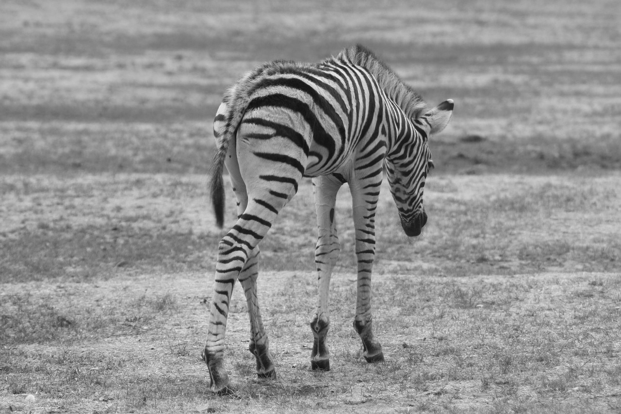 zebra  baby  animal free photo