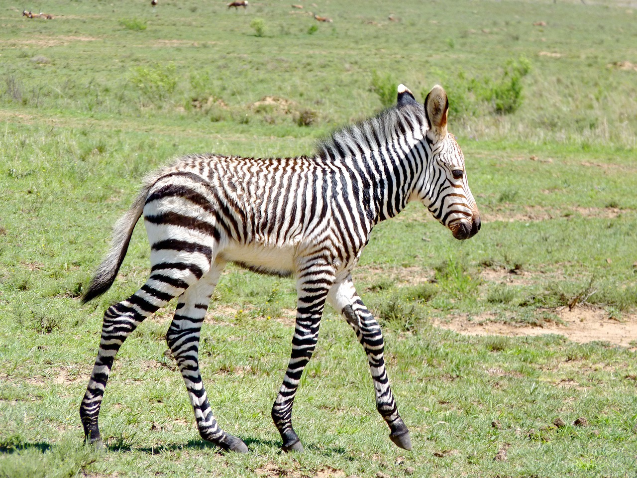 zebra  zebra baby  young zebra free photo