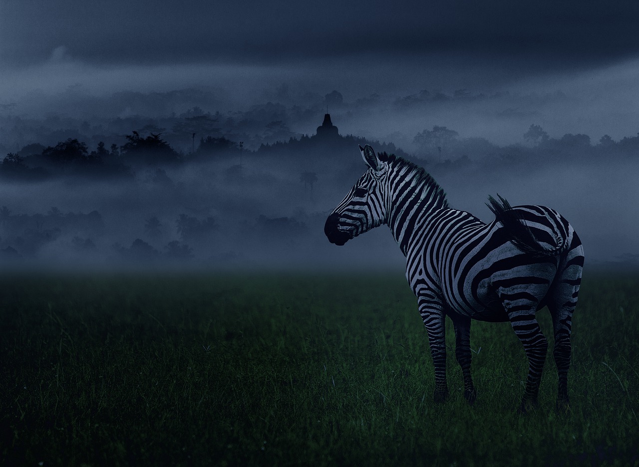 zebra  animal  animals free photo