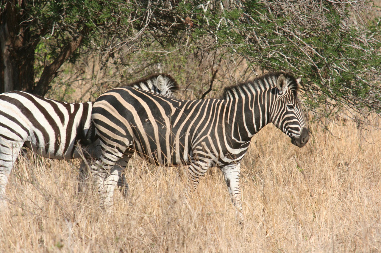 zebra  botswana  africa free photo