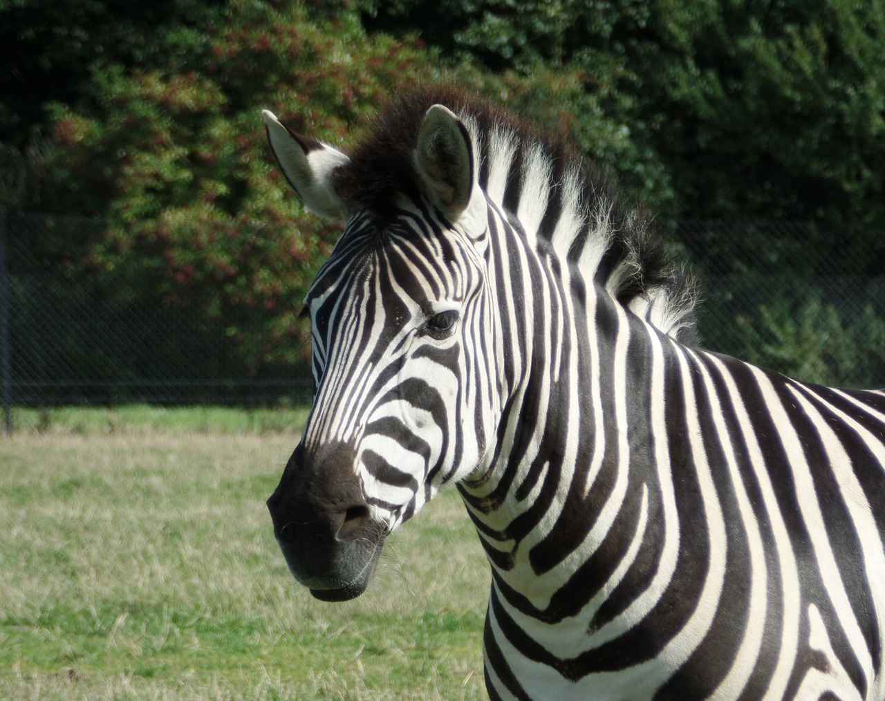 zebra safari knuth borg free photo