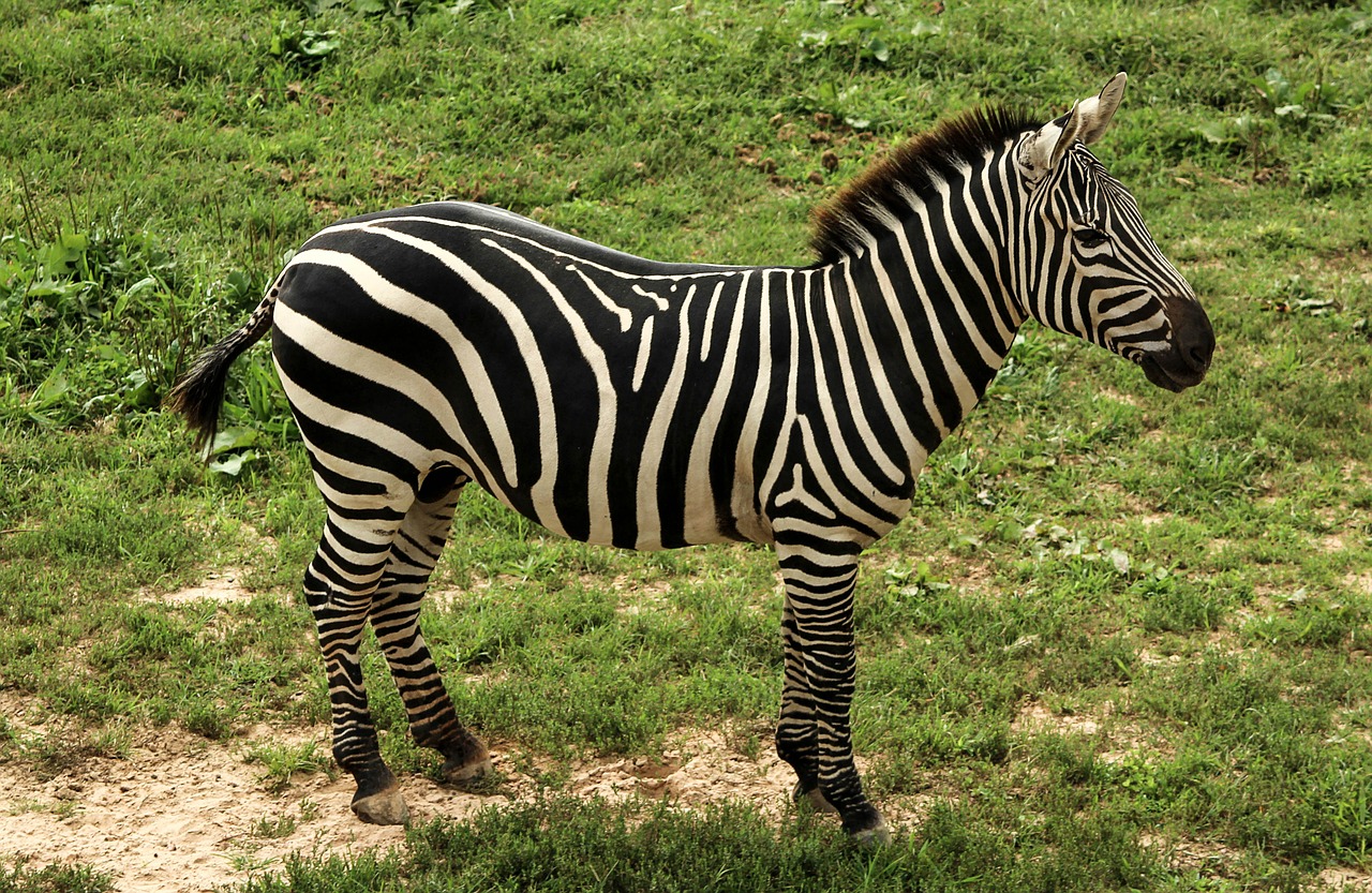 zebra grant's zebra dquus quagga goehmi free photo