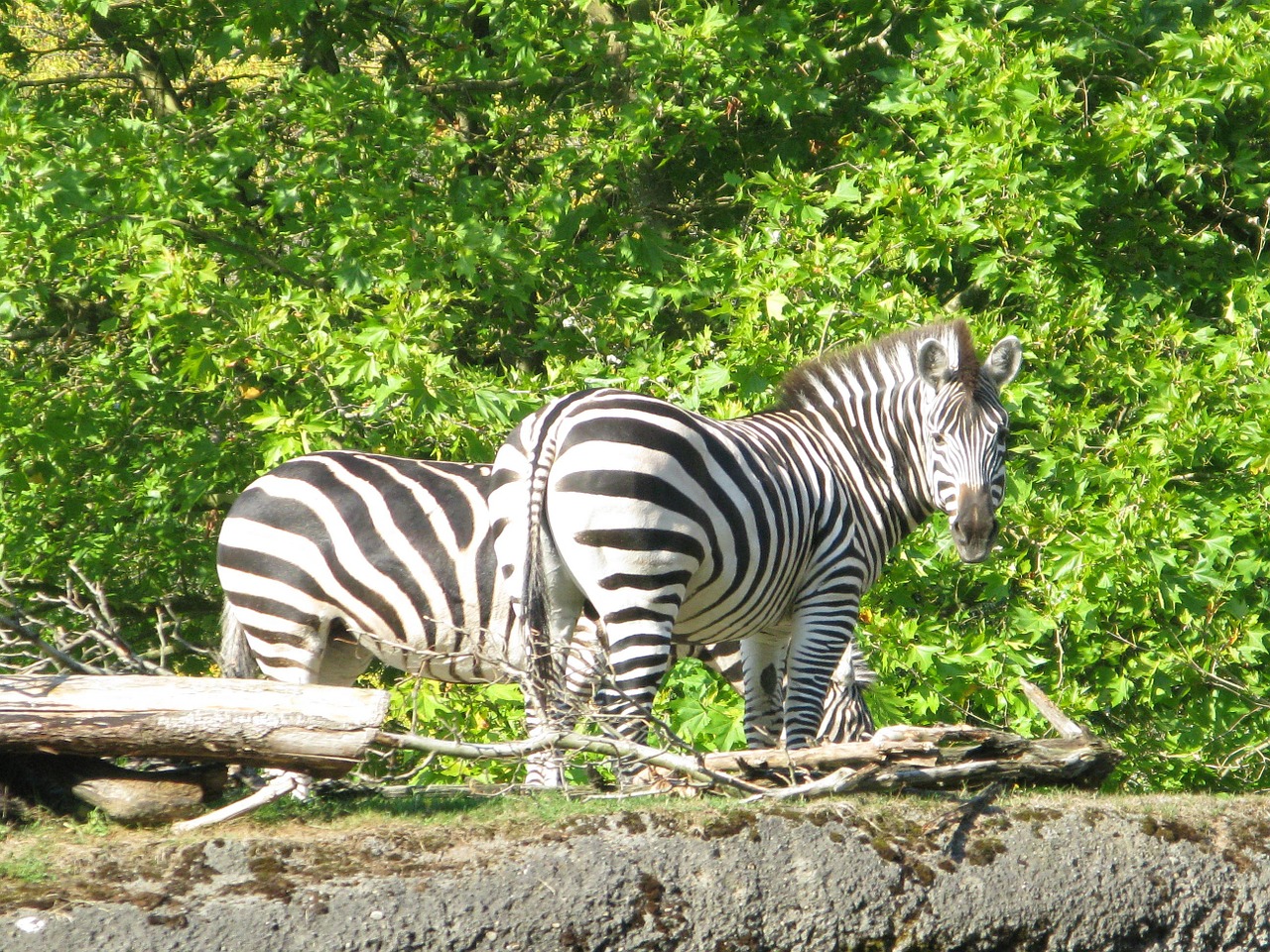 zebra animals mammals free photo
