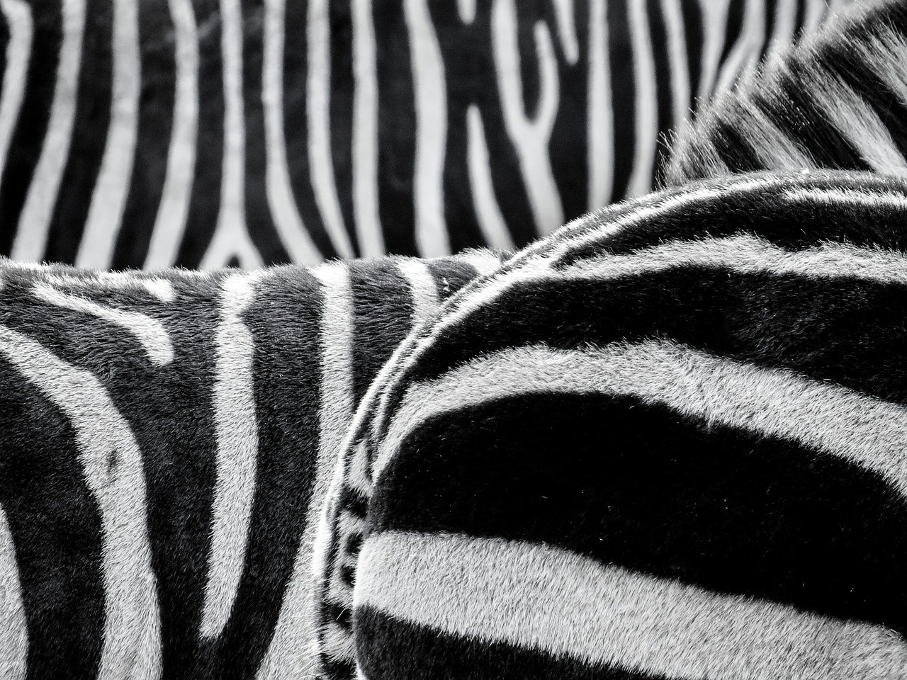 zebra zebra crossing animals free photo