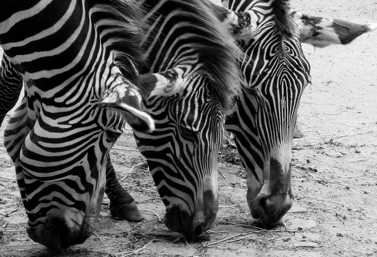 zebra animals black and white free photo