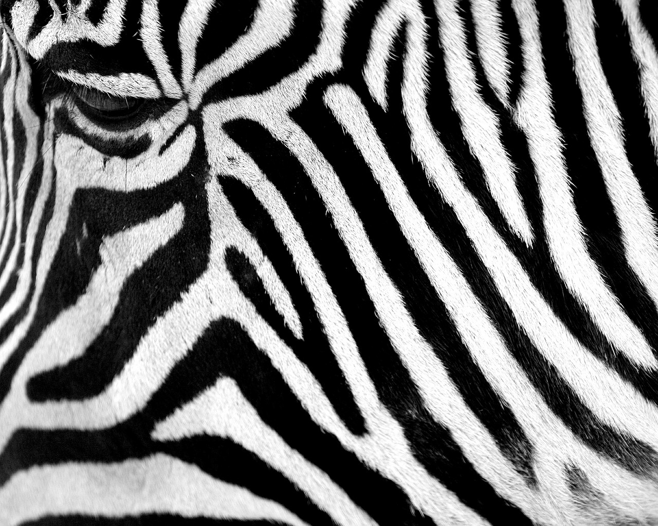 zebra animal fur free photo