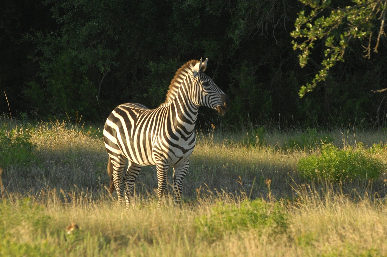 zebra animal wildlife free photo