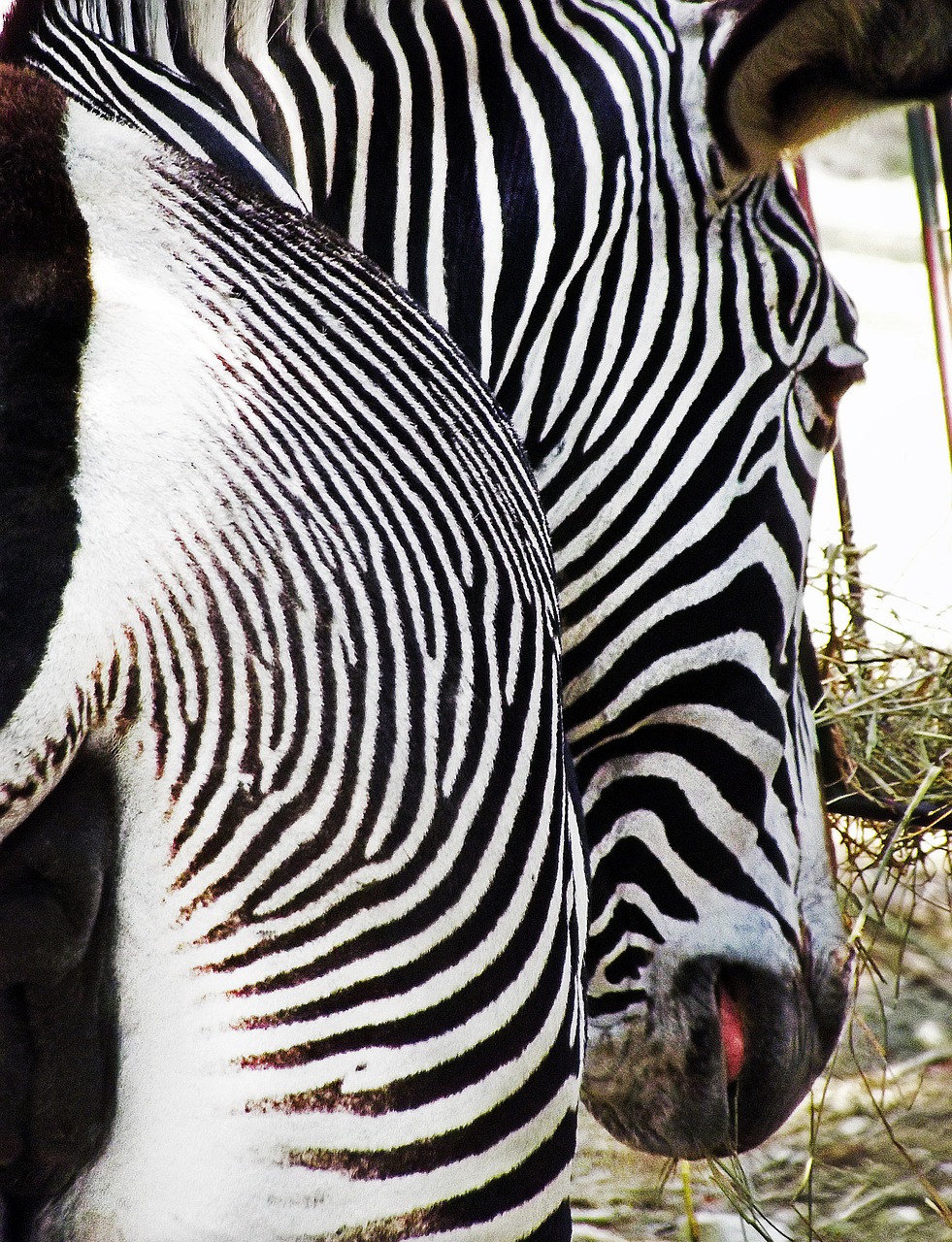 zebra bar stripes free photo