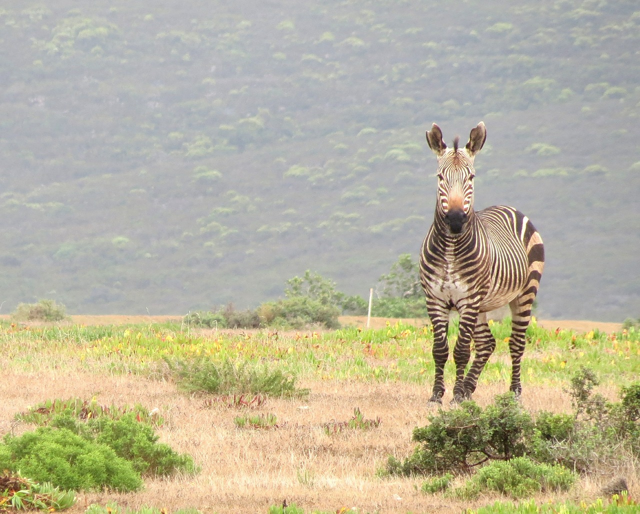 zebra mammal south free photo