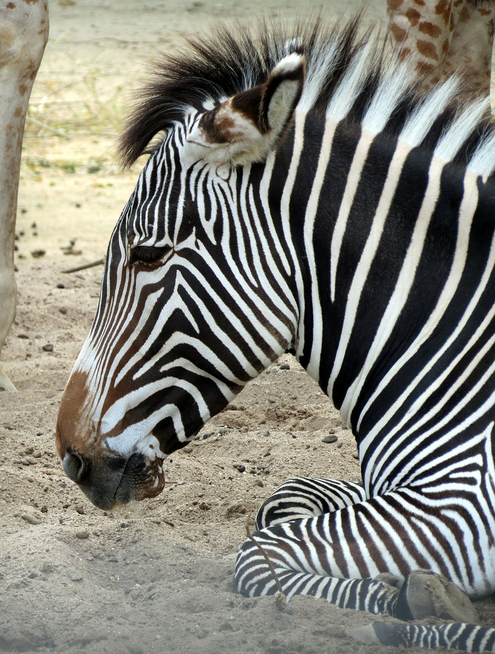 zebra mammal zoo free photo