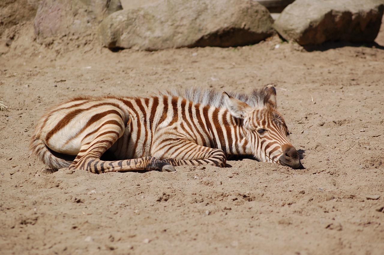 zebra sand rest free photo