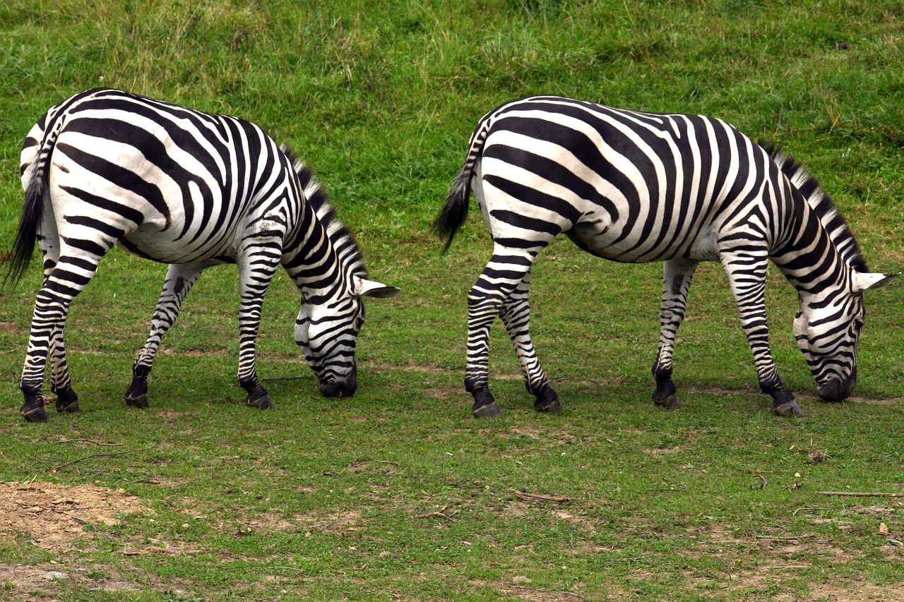 zebra graze zoo free photo