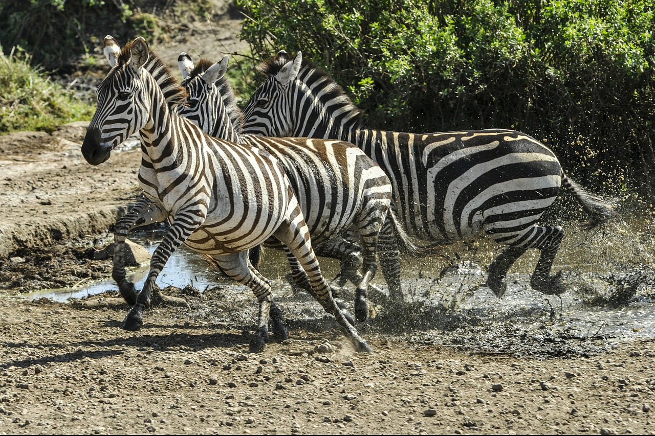zebra running savannah free photo
