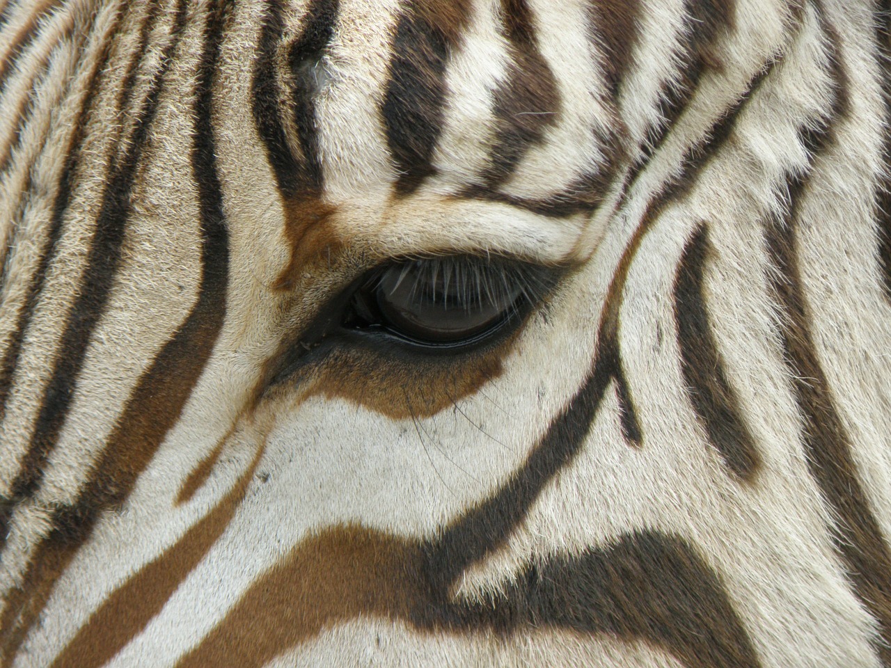 zebra eye stripes free photo