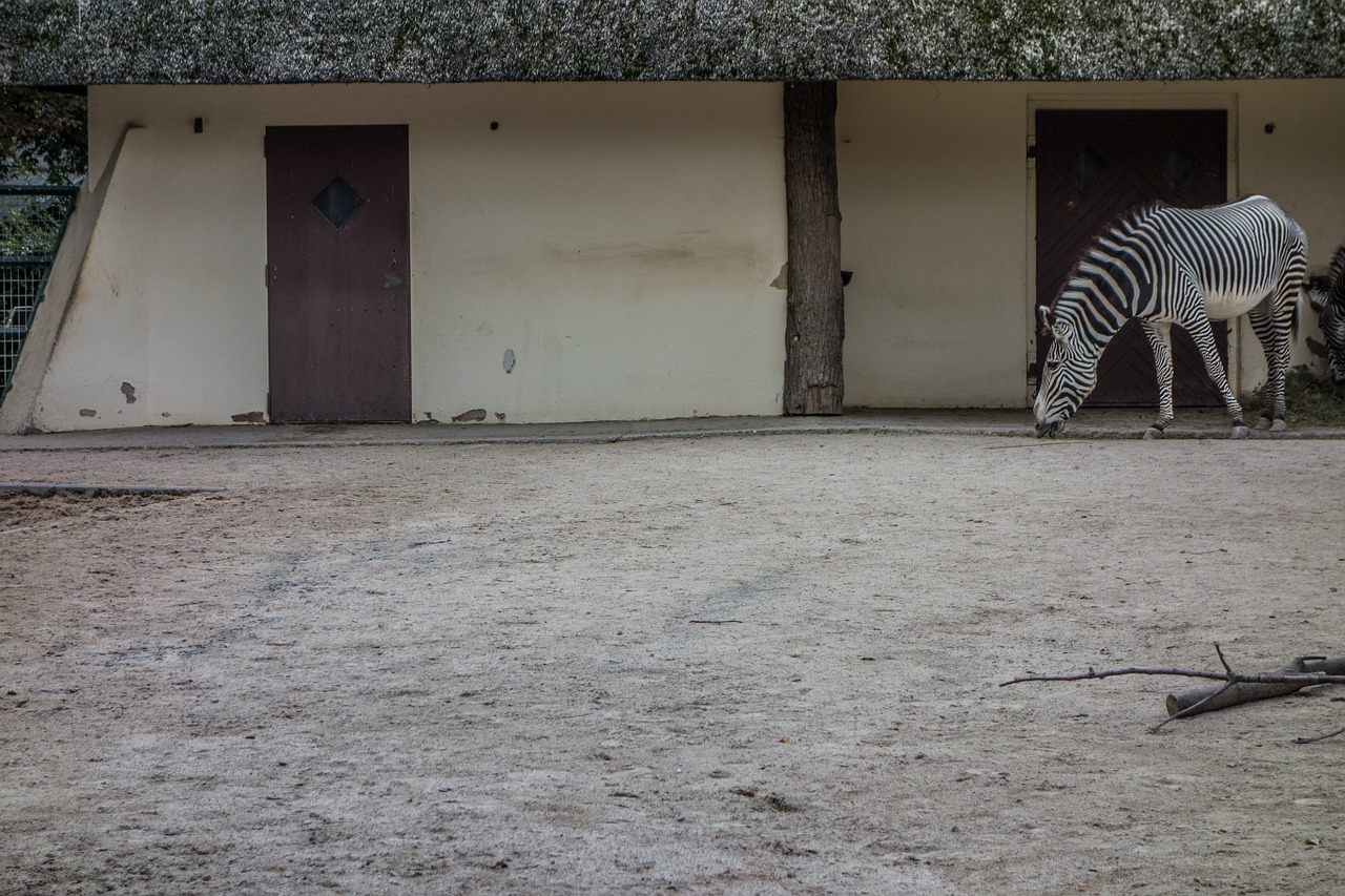 zebra stall perissodactyla free photo