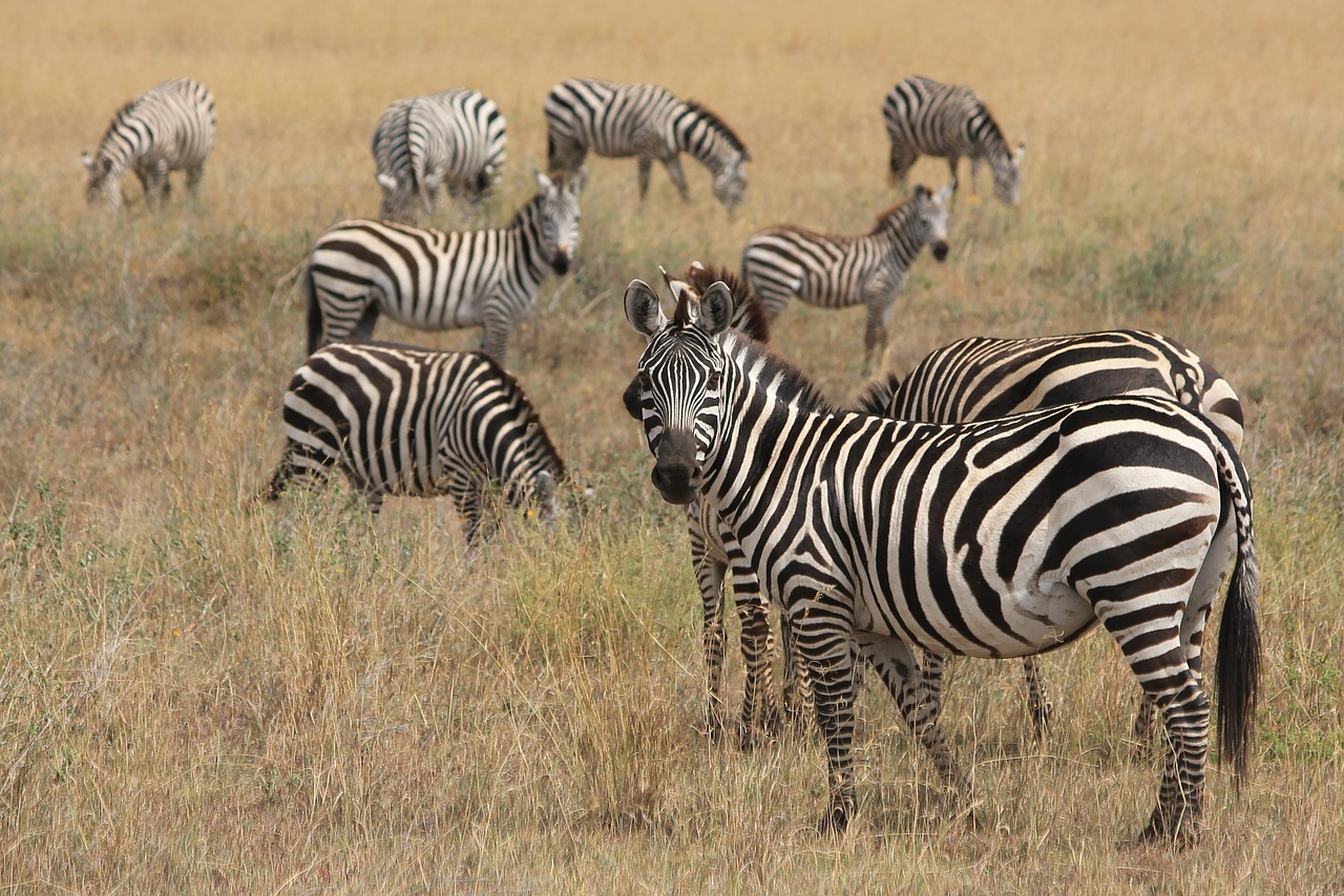 zebra animals africa free photo