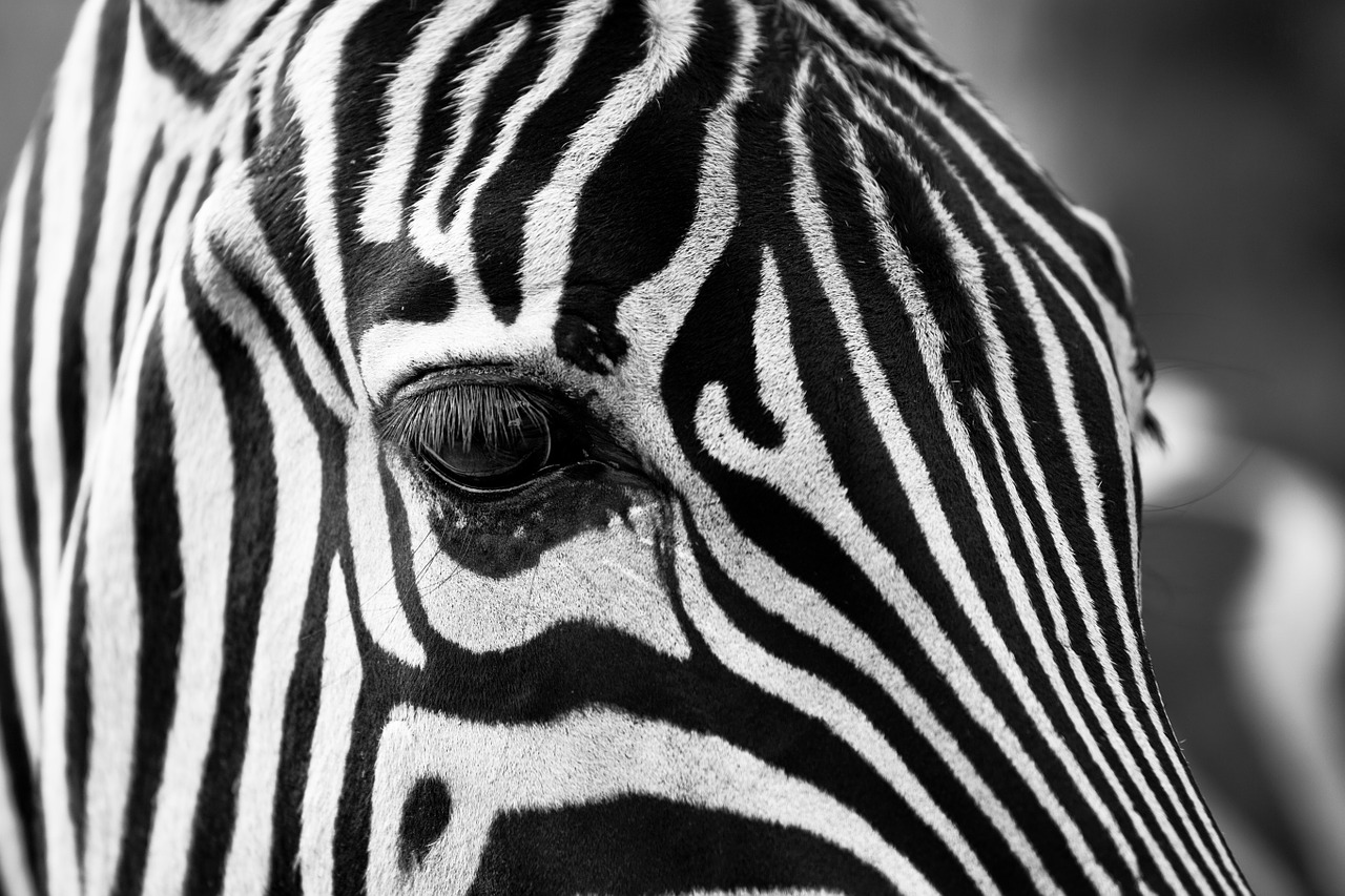 zebra stripes black and white free photo