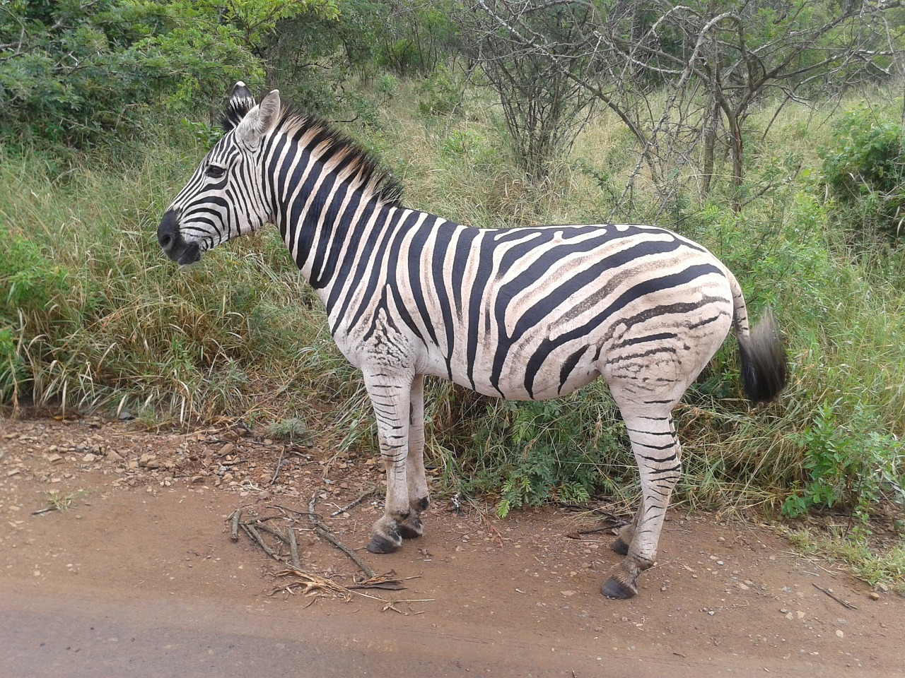 zebra animal african free photo