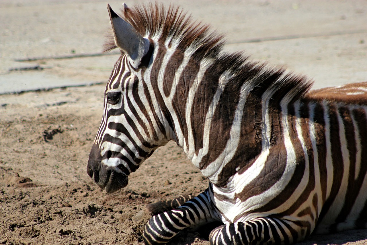 zebra stripes animal free photo