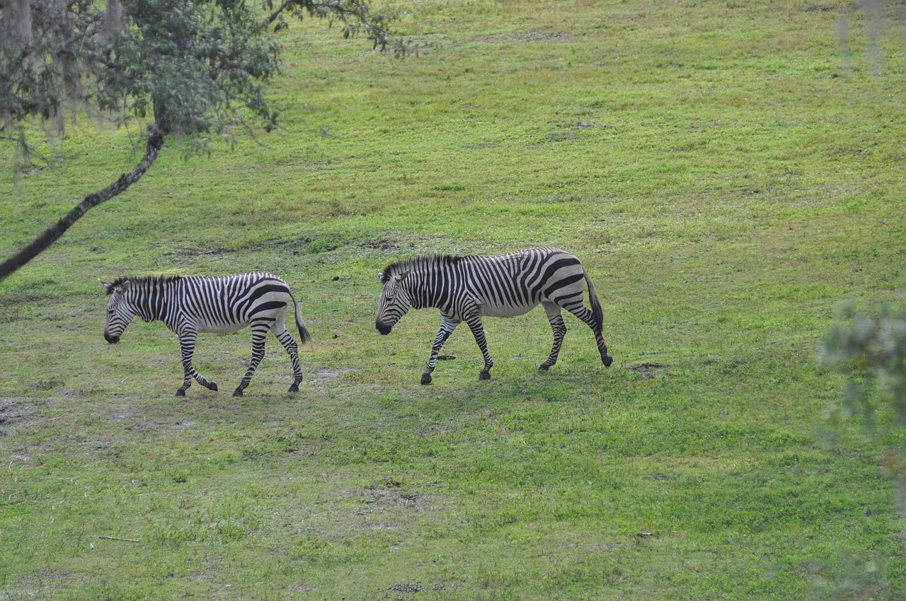 zebra savannah animal free photo