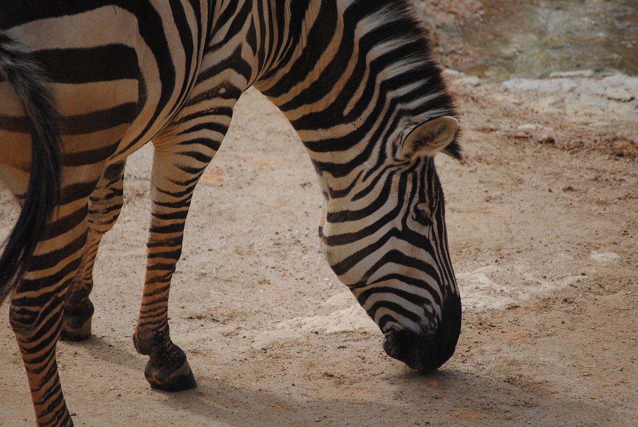 zebra black white free photo