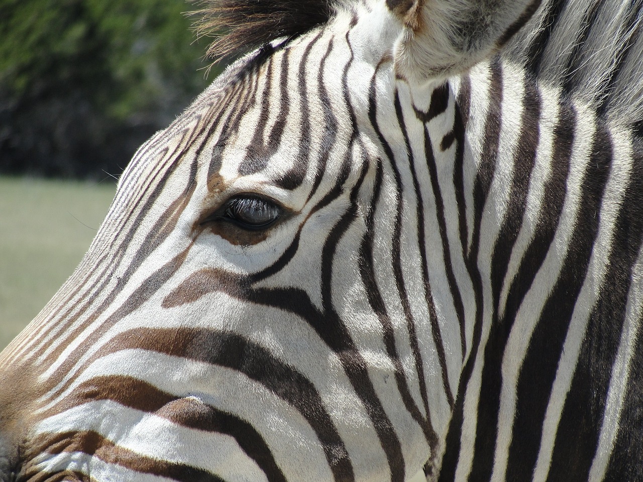 zebra animal africa free photo