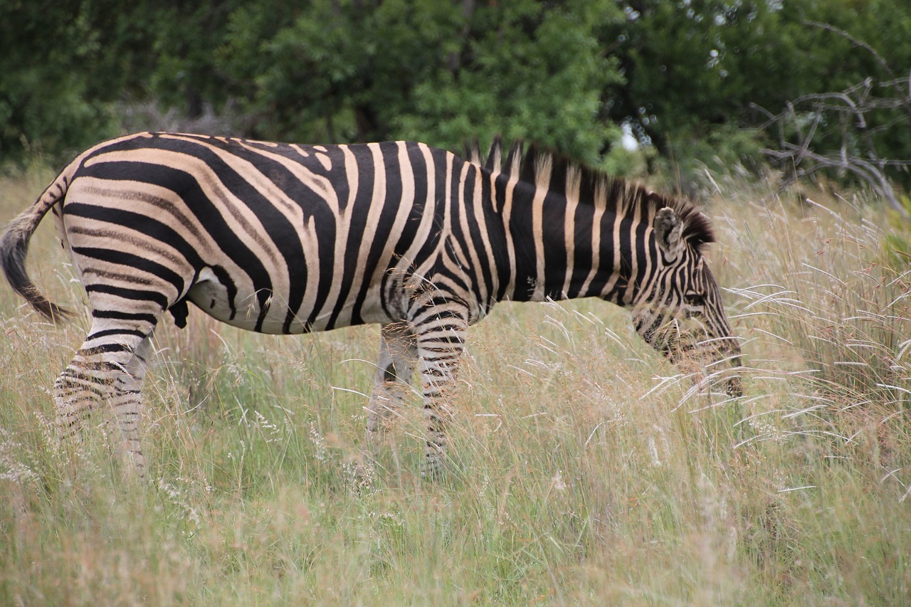 zebra buck africa free photo