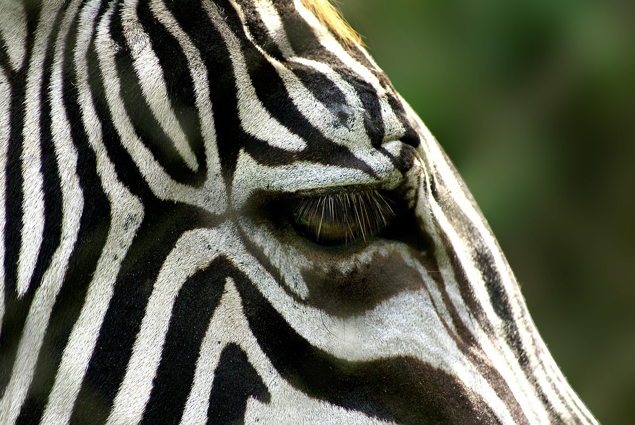 zebra animal stripes free photo