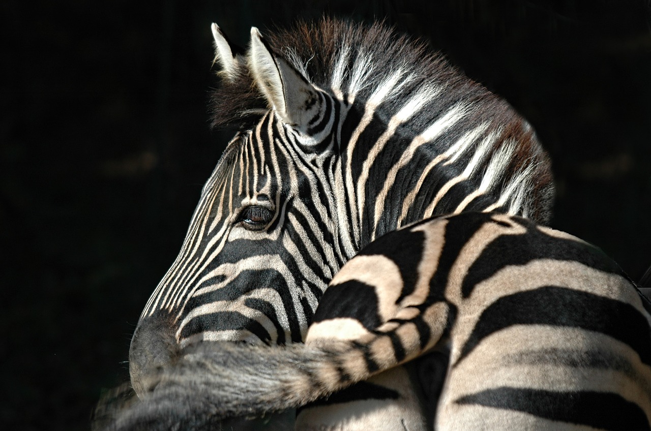 zebra stripes animal free photo