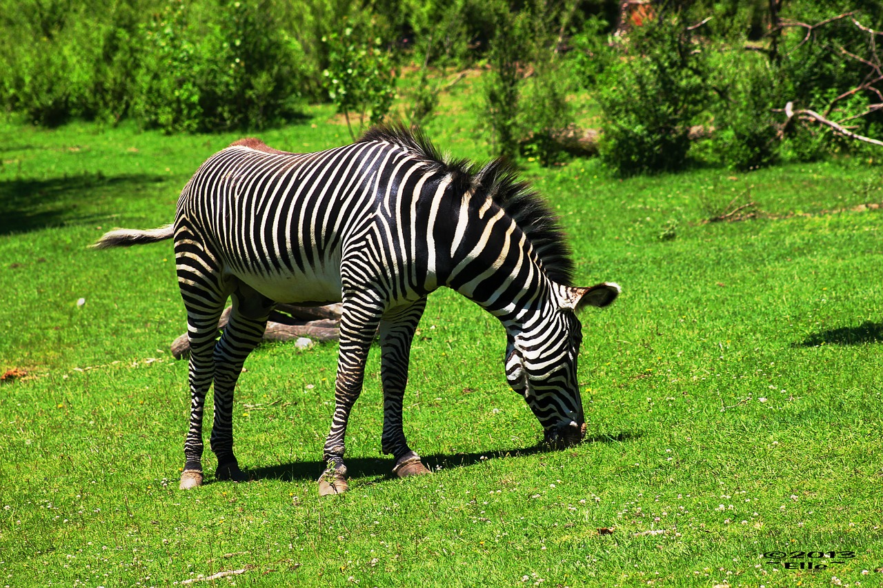 zebra black white striped free photo