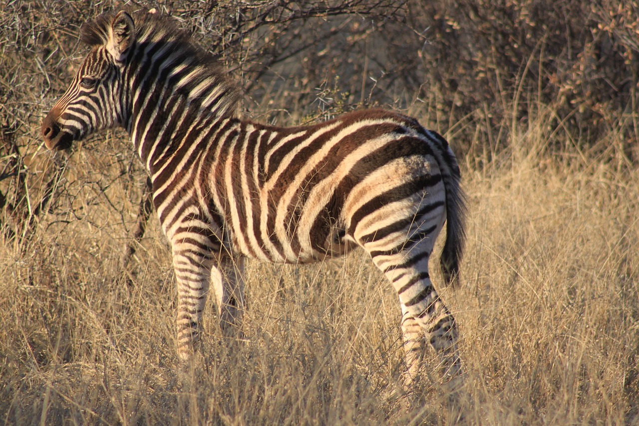 zebra africa safari free photo