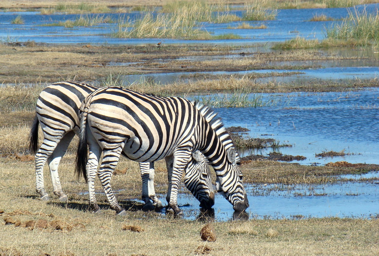 zebra animal wild free photo