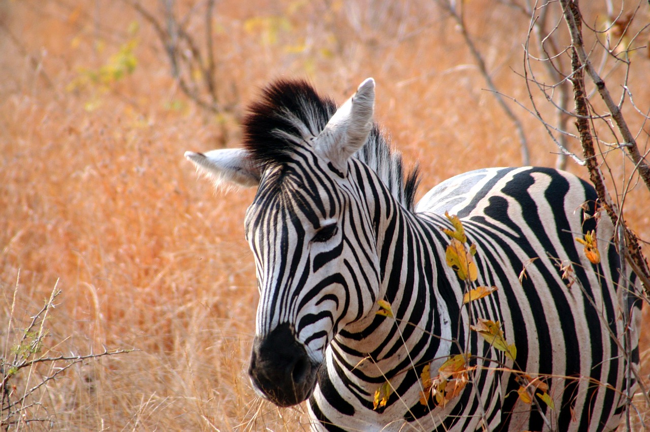 zebra africa nature free photo