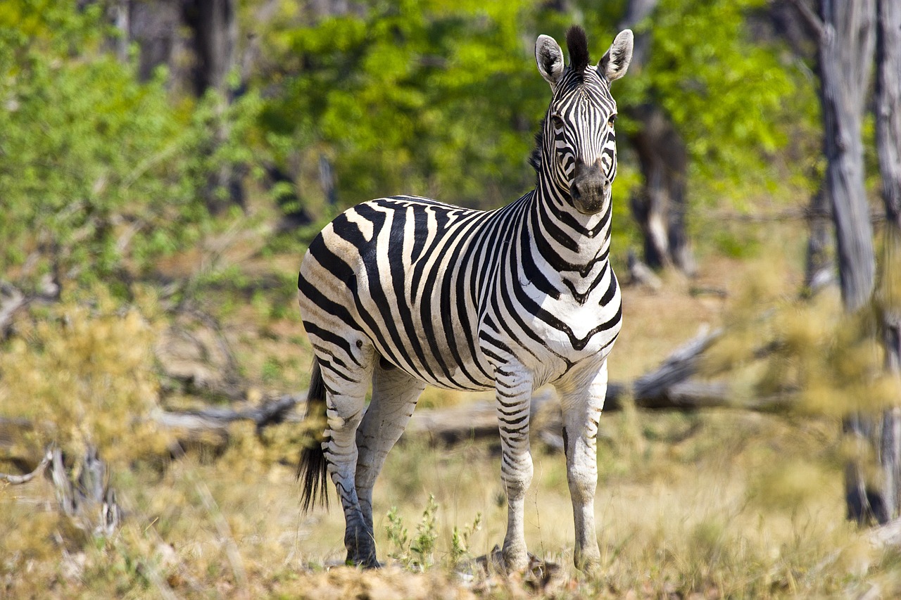 zebra africa wildlife free photo