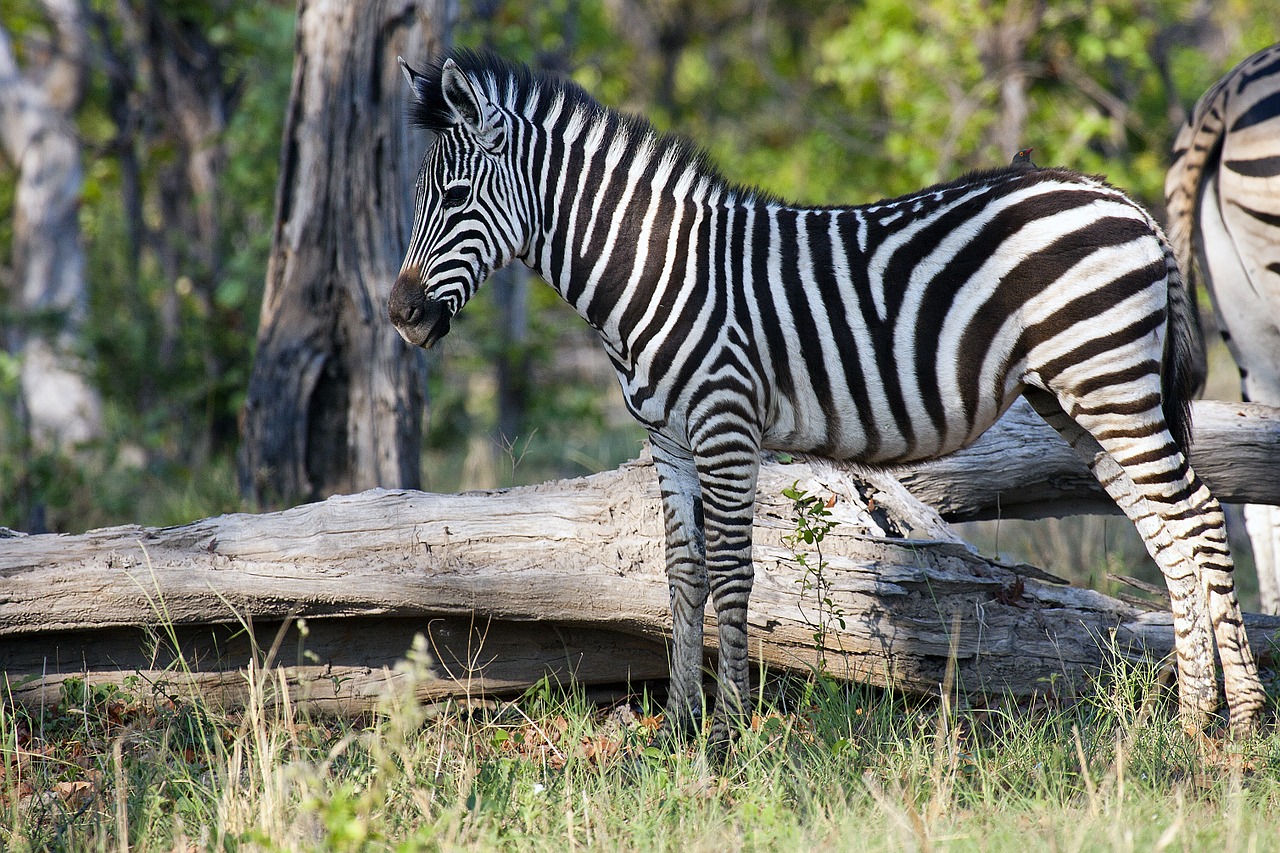 zebra africa wildlife free photo