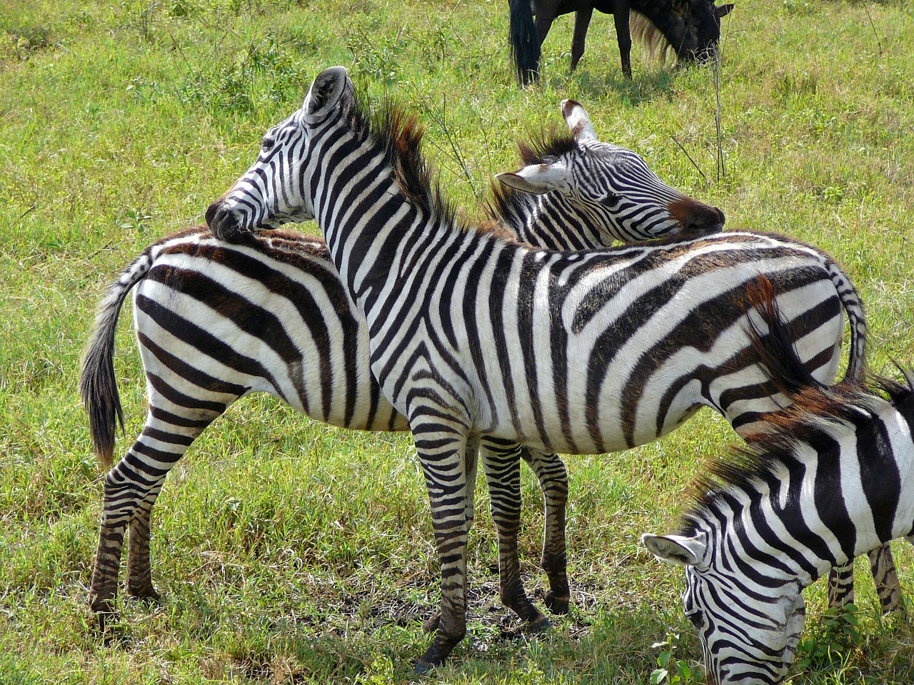 zebra deer wild free photo