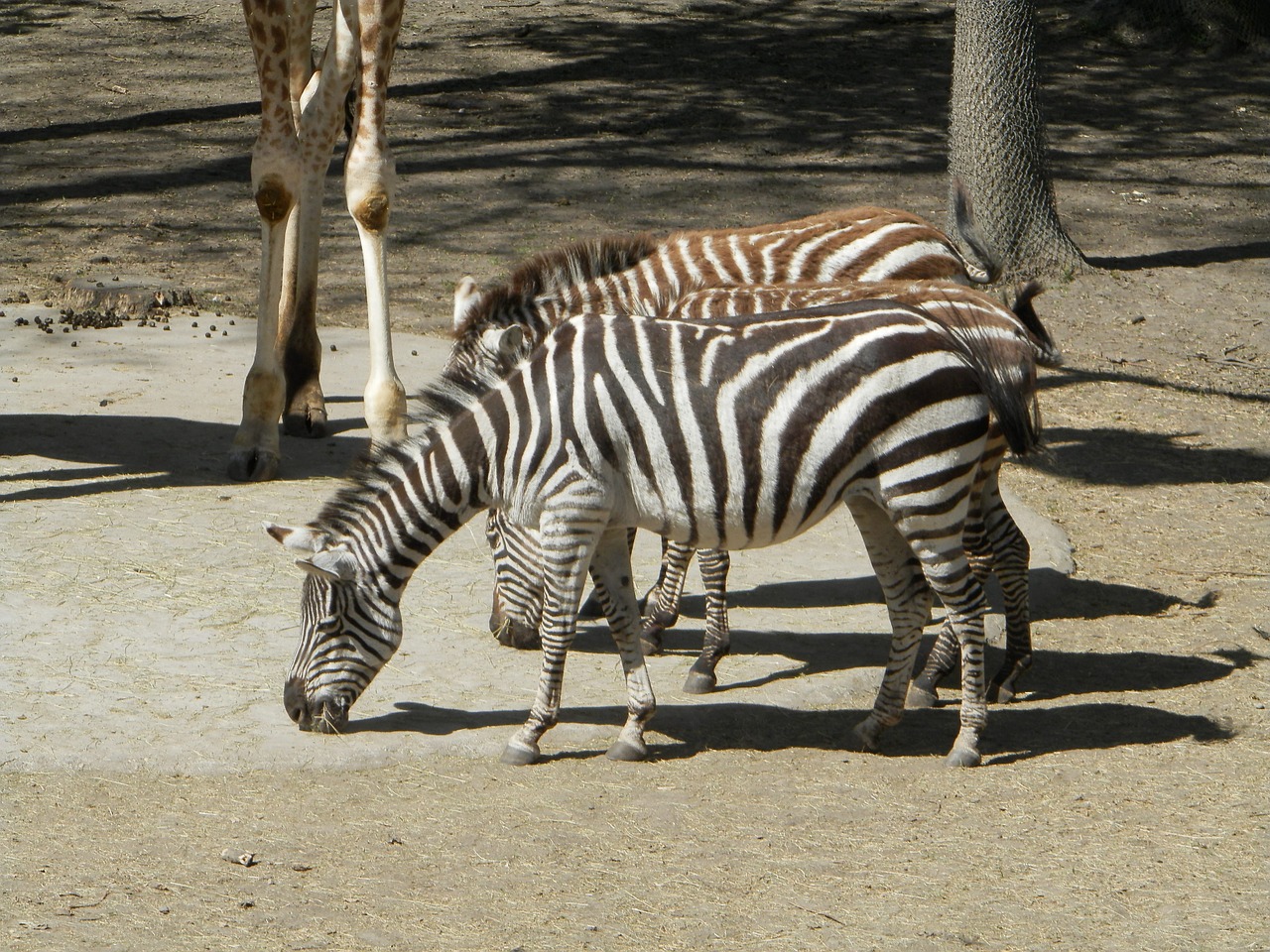 zebra animal zoo free photo