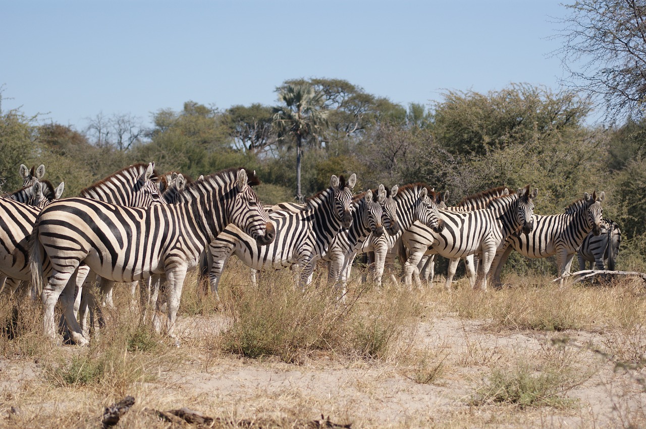 zebra flock botswana free photo