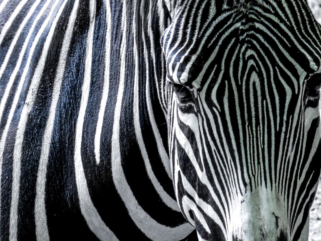 zebra black and white africa free photo