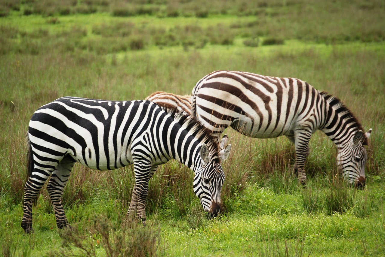 zebra group animals free photo