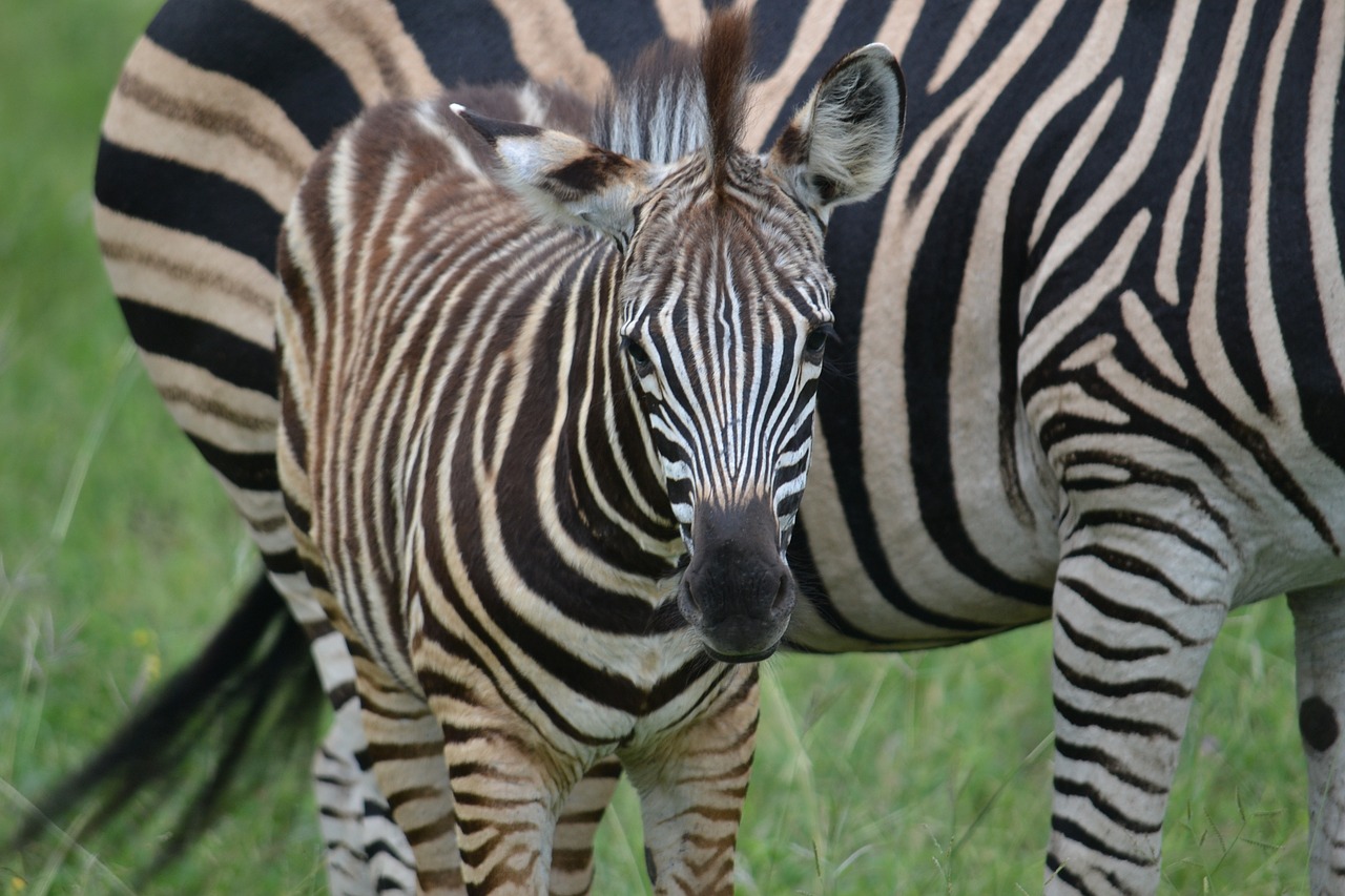 zebra foal africa free photo