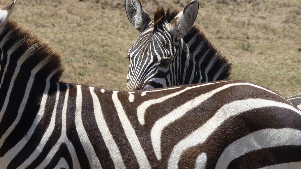 zebra view kenya free photo