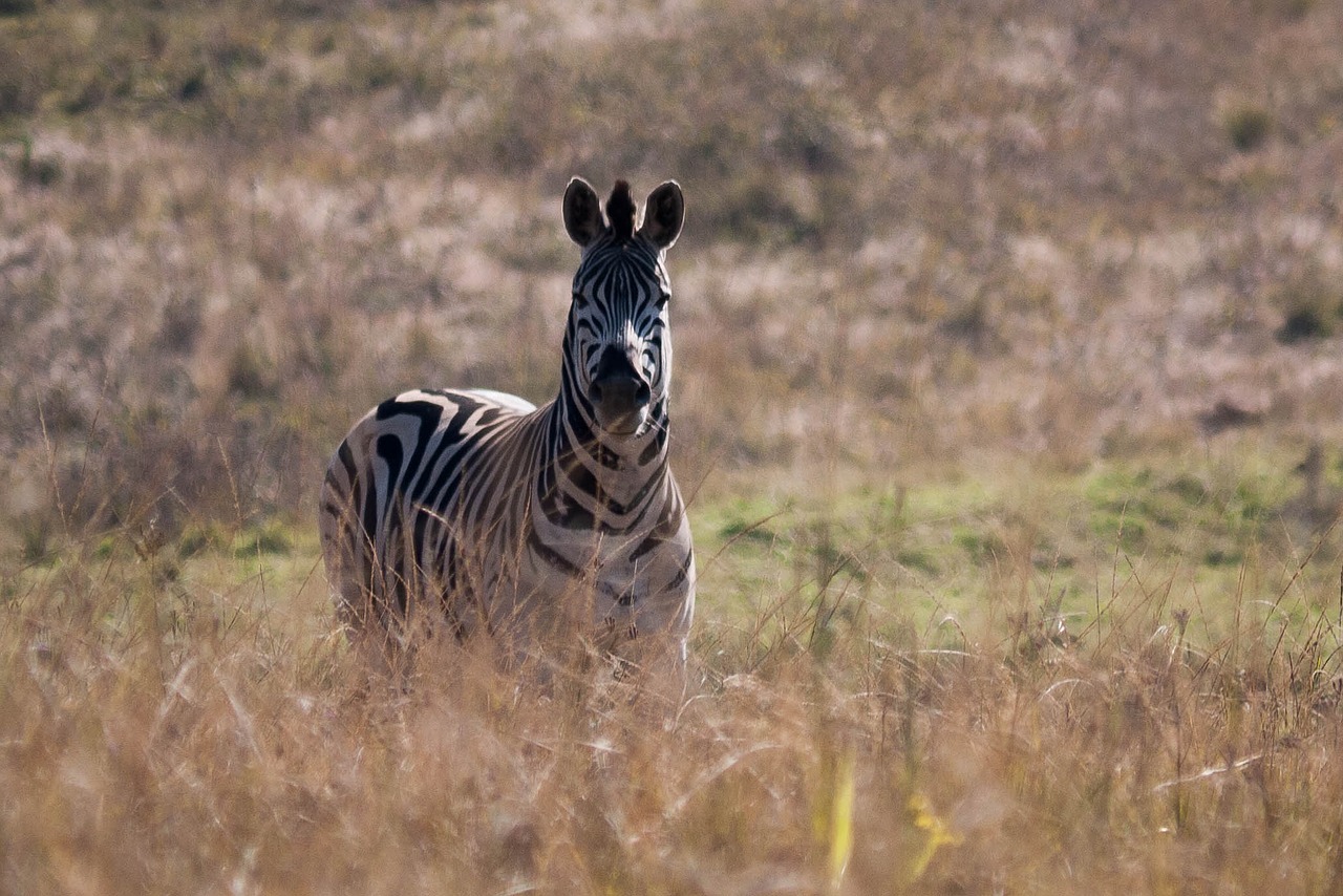 zebra africa wild life free photo