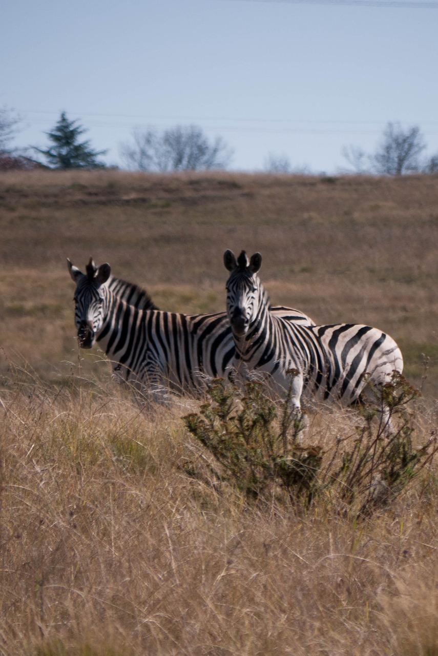 zebra africa animal free photo