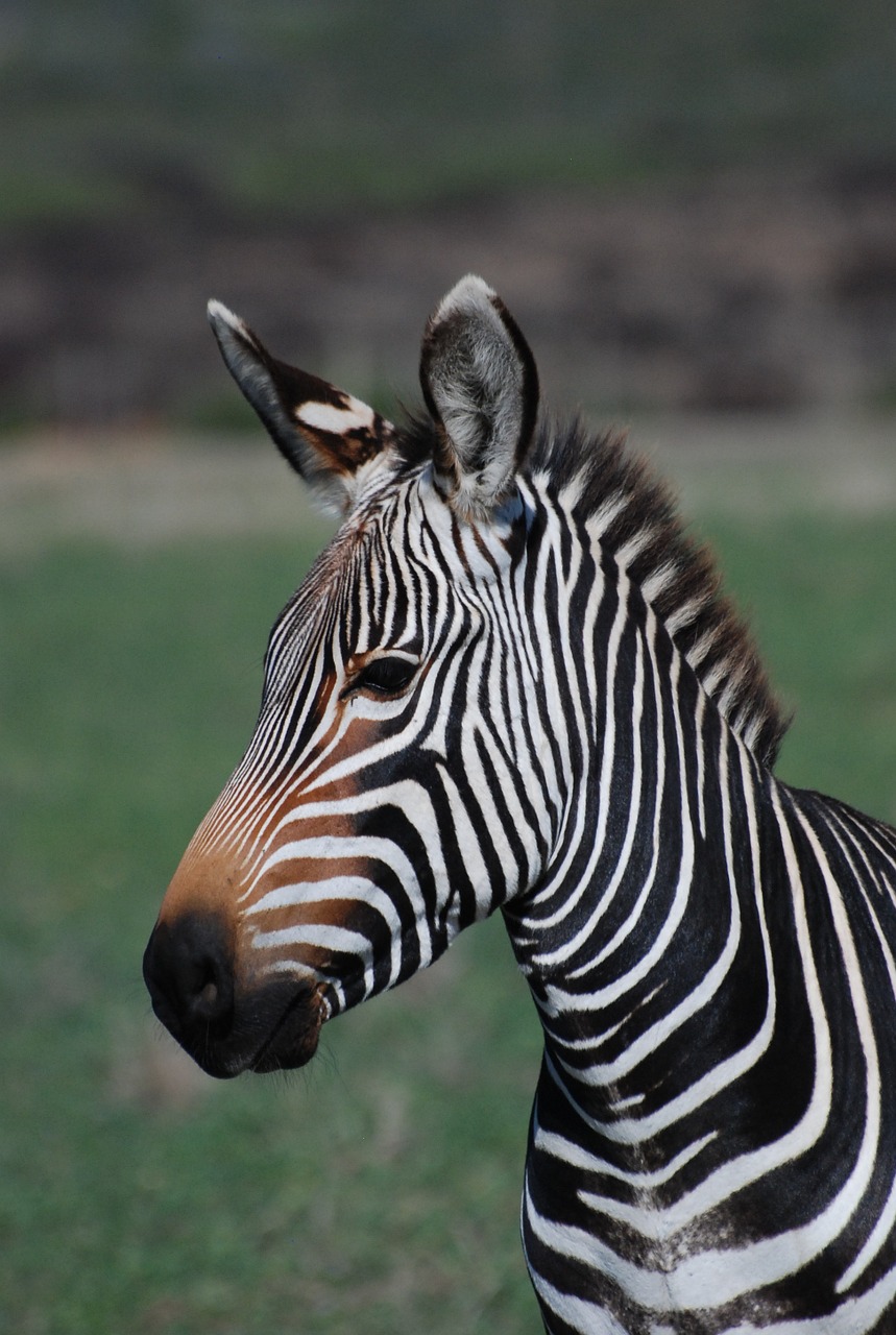 zebra africa wild free photo