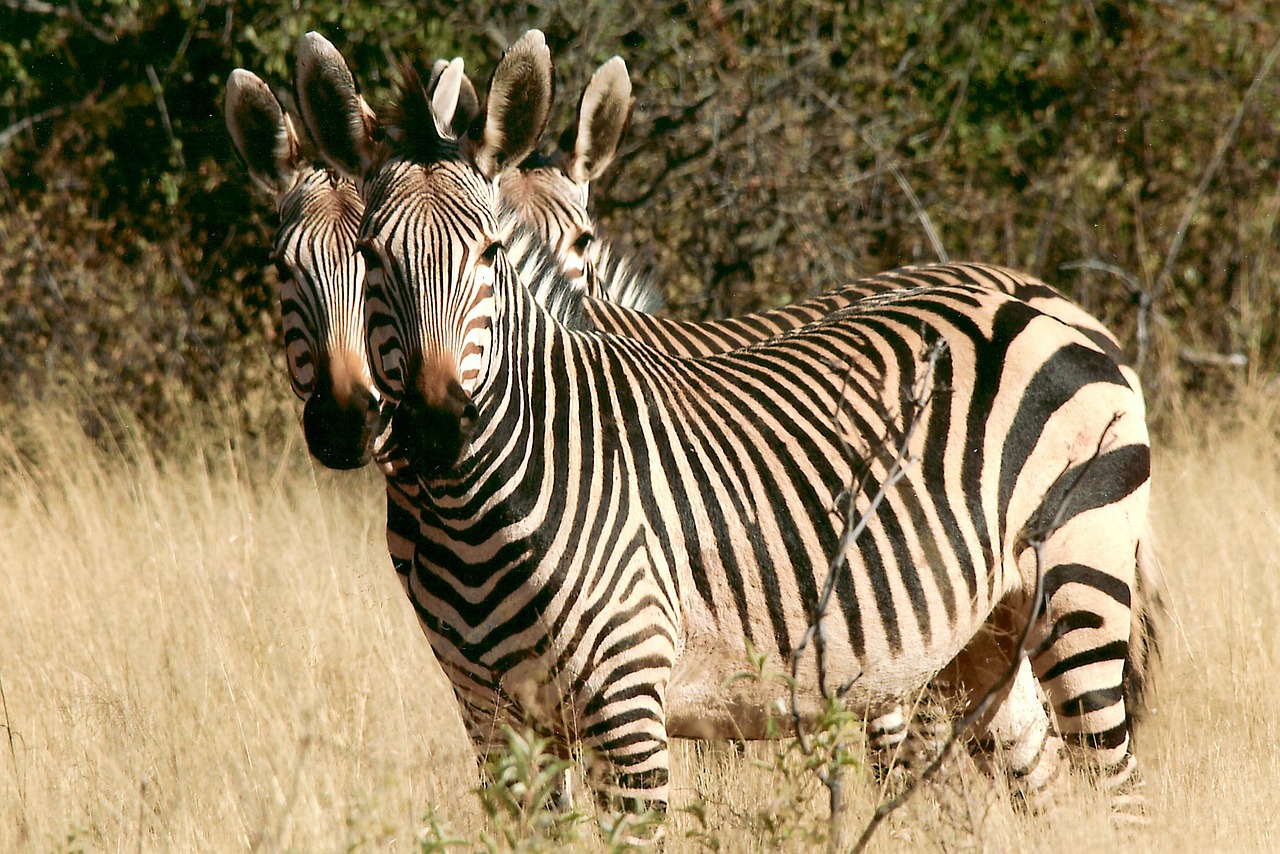 zebra wild animal namibia free photo