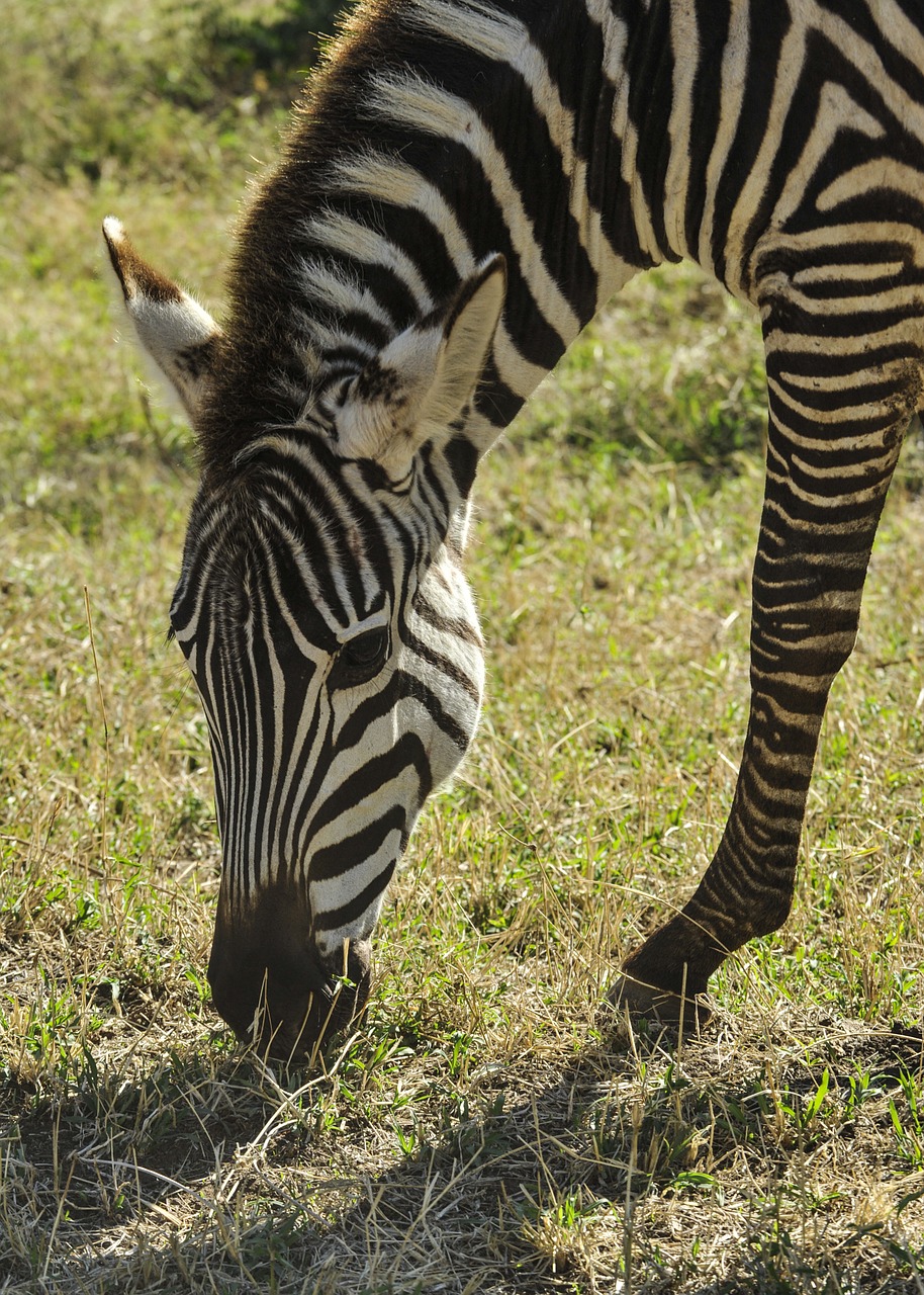zebra grazing serengeti free photo