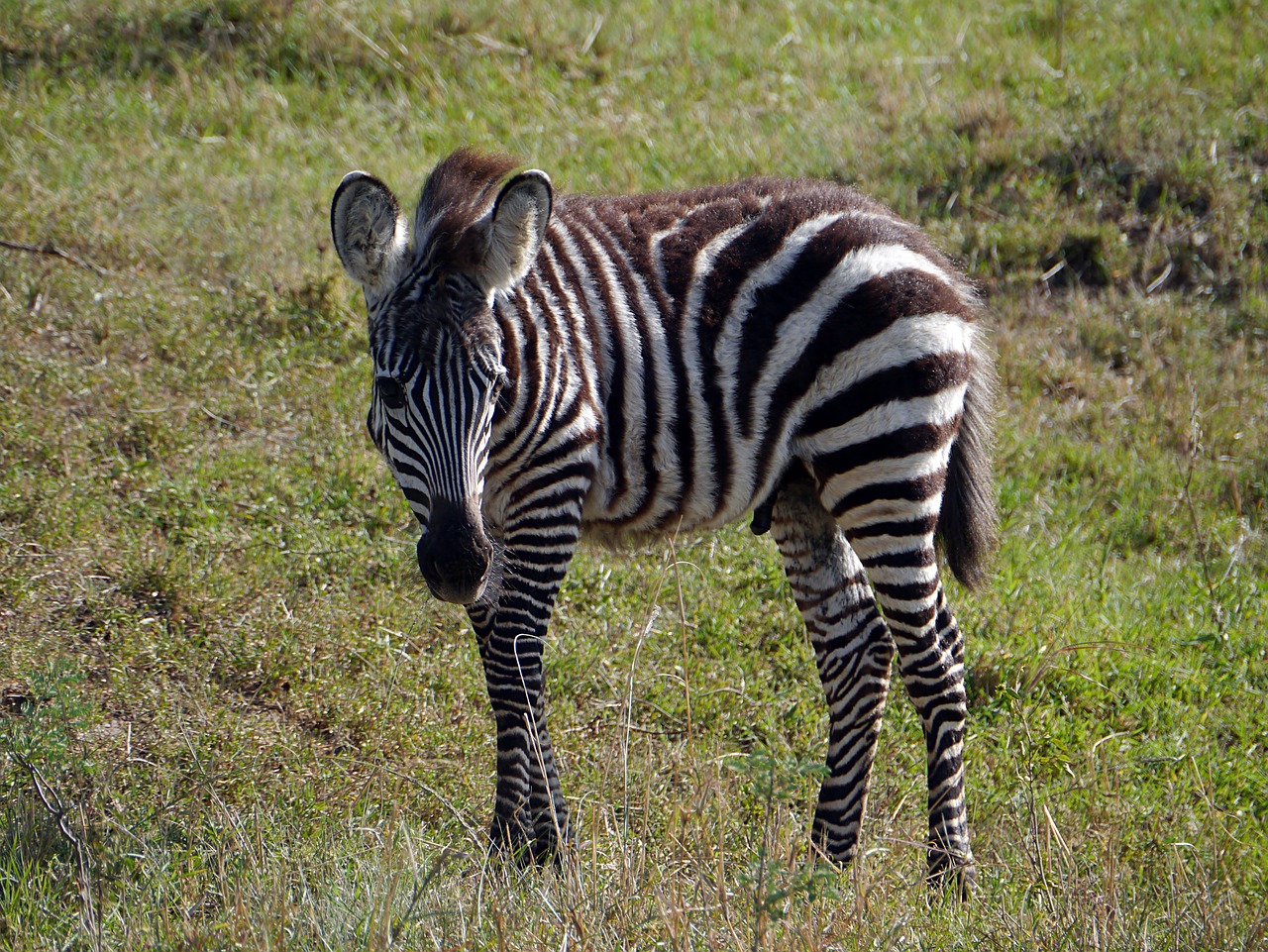 zebra kenya safari free photo