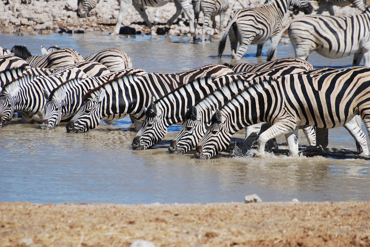 zebra drinking safari free photo